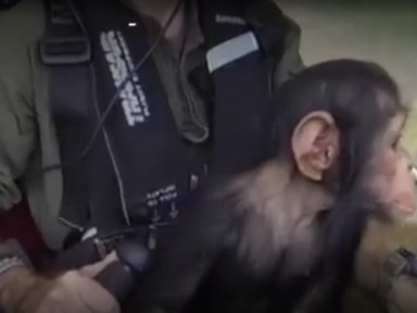Baby chimp rescued from poachers in Africa