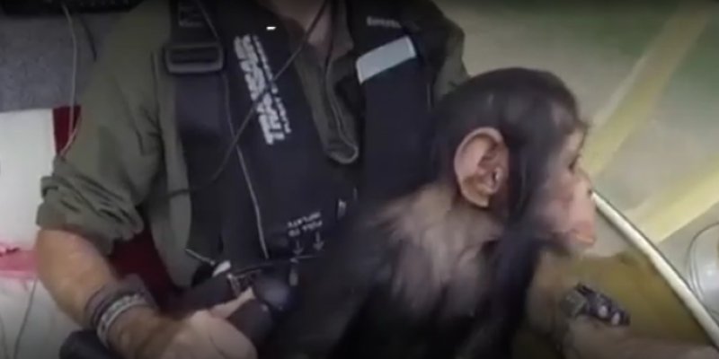 Baby chimp rescued from poachers in Africa